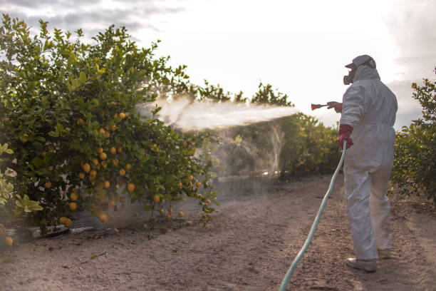 Best Wasp Removal Services  in New Cordell, OK